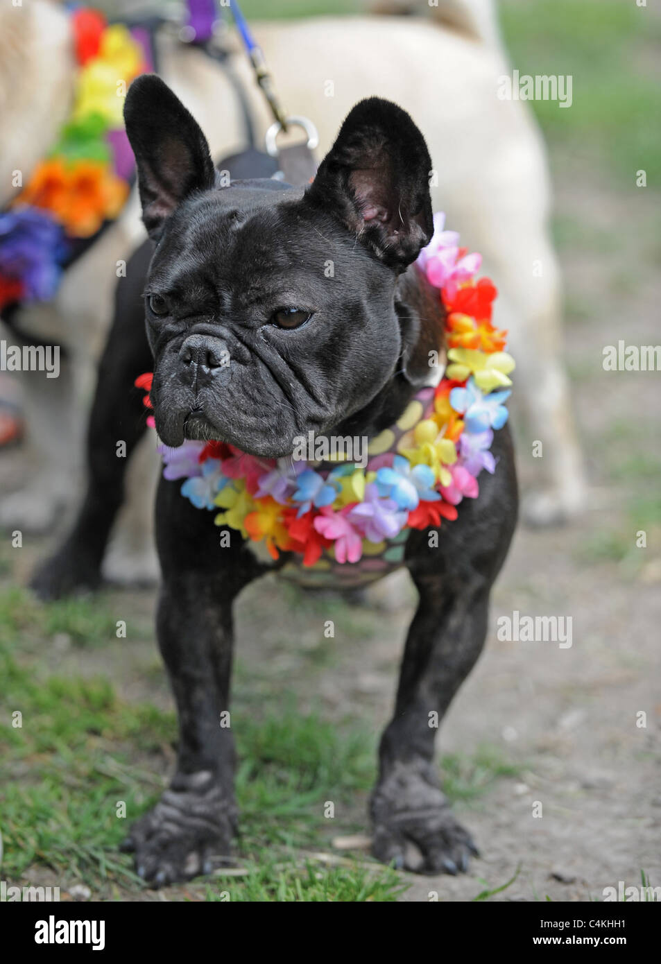 A packed Queens Park in Brighton today as dog lovers from around