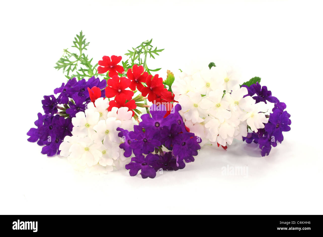 Verbena on a flower bed hi-res stock photography and images - Alamy