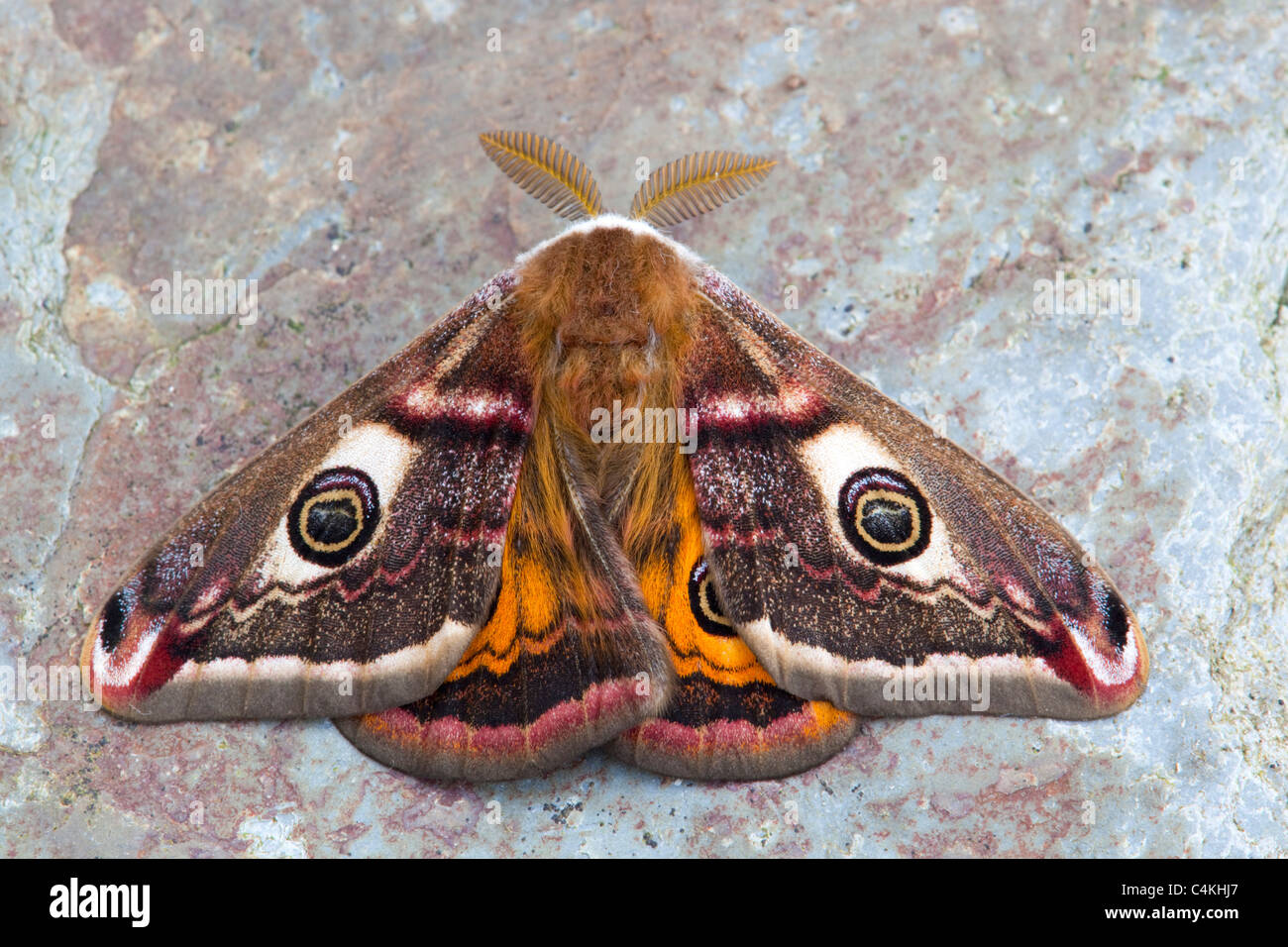 Emperor Moth; Saturnia pavonia; male Stock Photo - Alamy