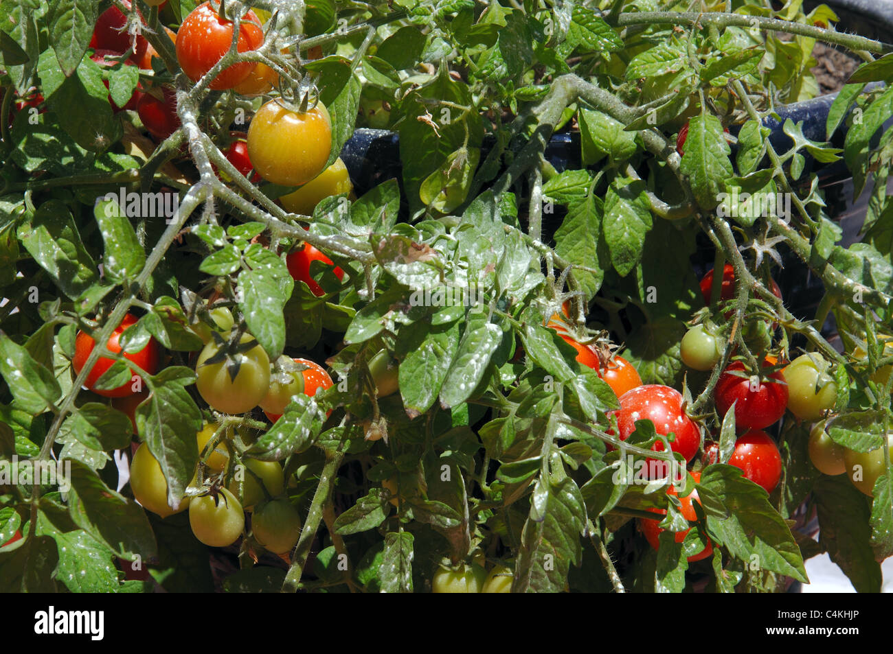 Cherry tomatoes (Maskotka) growing on plant, Urb. Calypso, Costa del