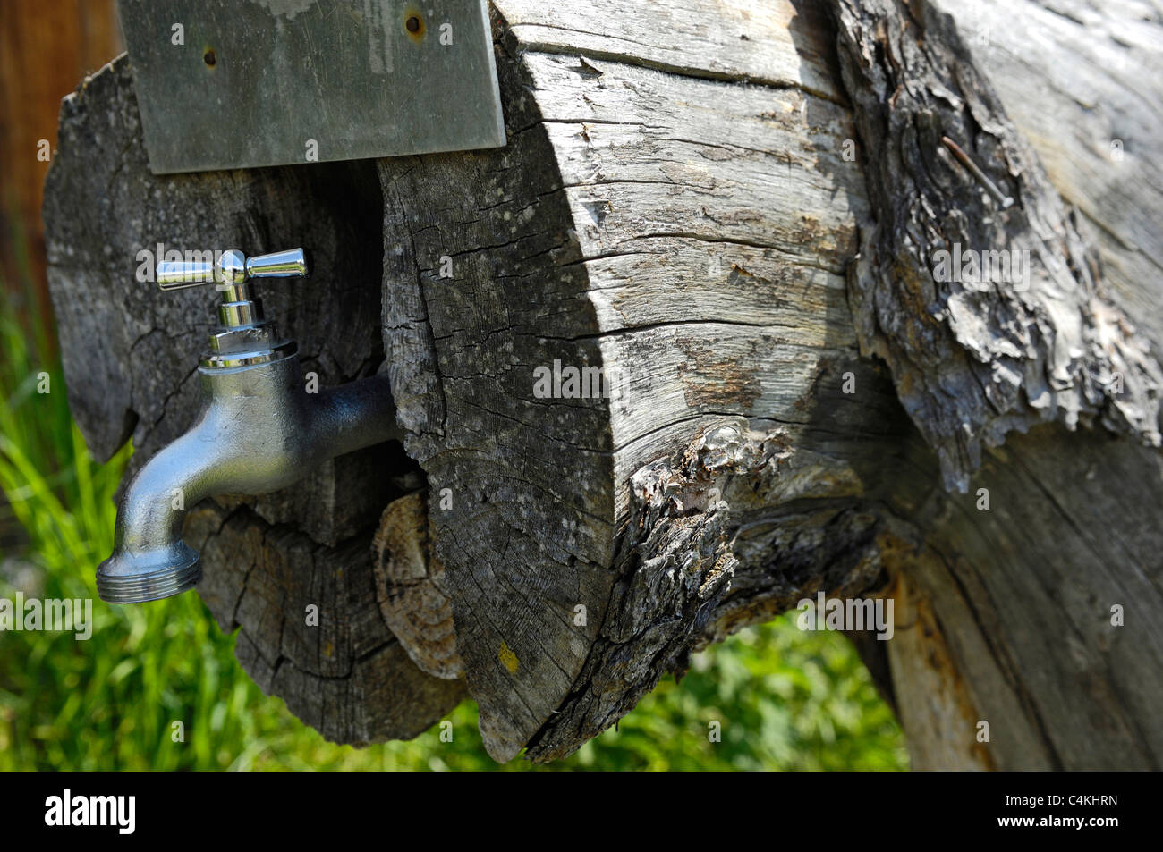 Metal water tap fed from a fresh mountain stream and mounted inside a wooden log. Stock Photo