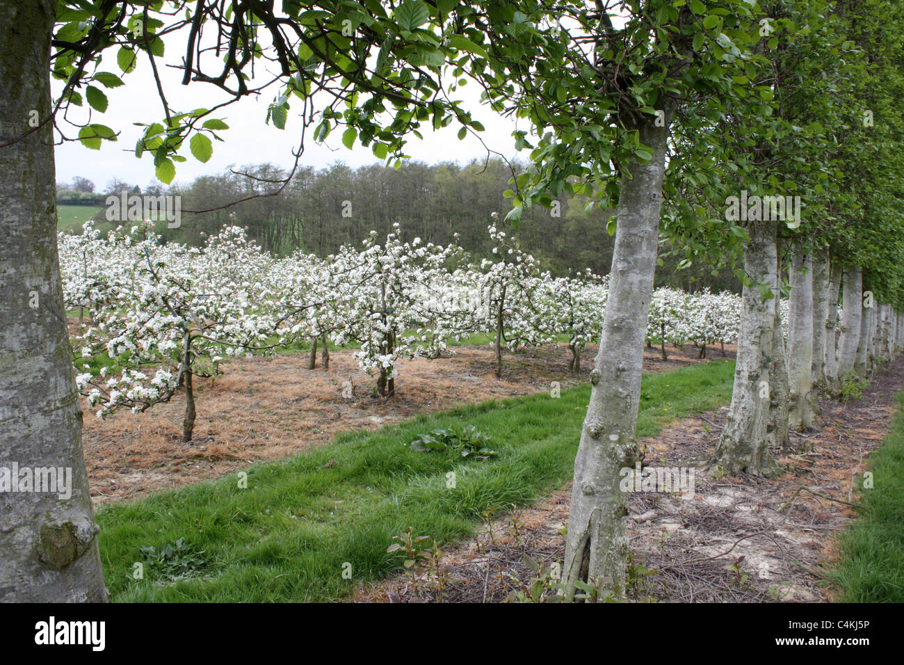 apple trees in blossom at springtime in English orchard East Sussex