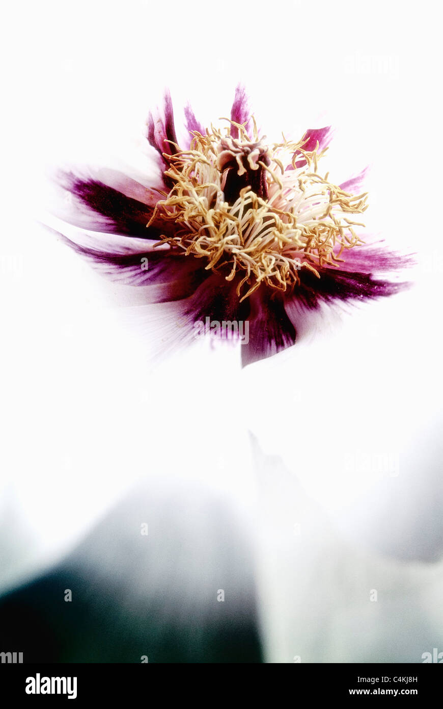 Flower of Peony   ( Paeonia x suffruticosa ) 'Meikoho' [m] Stock Photo
