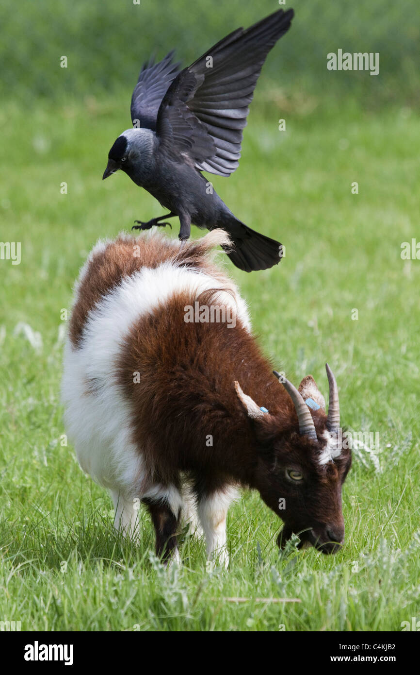Goat with Jackdaw; Corvus monedula; Stock Photo