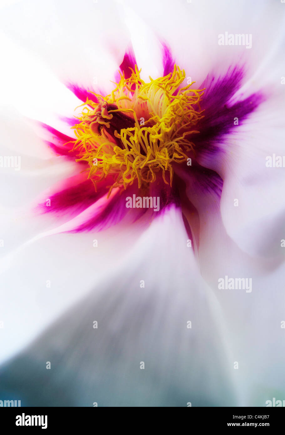 Flower of Peony   ( Paeonia x suffruticosa ) 'Meikoho' [m] Stock Photo