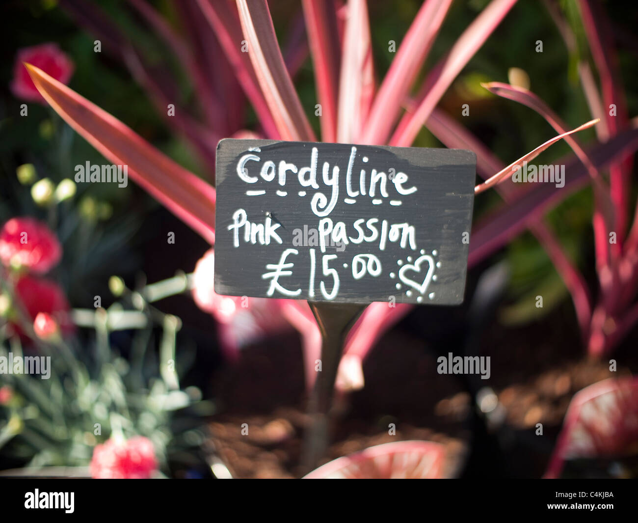 Cordyline on Sale at Gardening Scotland Stock Photo