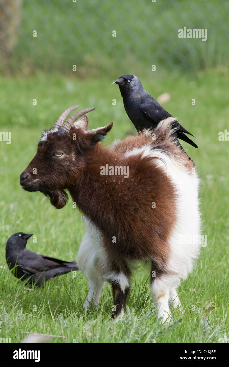 Goat with Jackdaw; Corvus monedula; Stock Photo