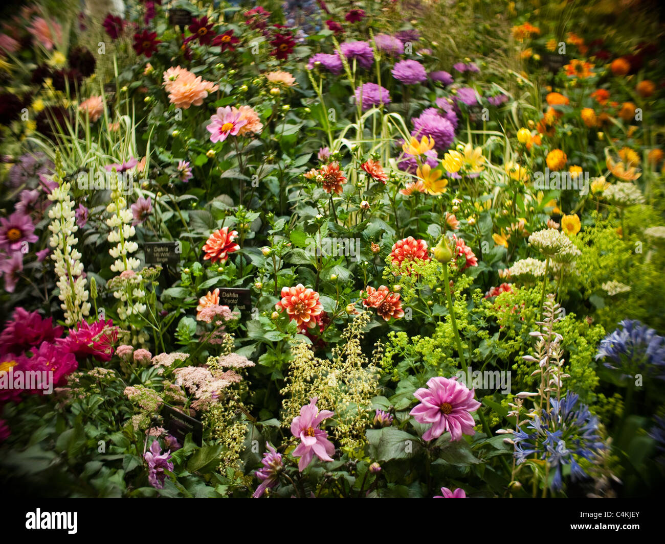Floral Display at Gardening Scotland, Edinburgh Stock Photo