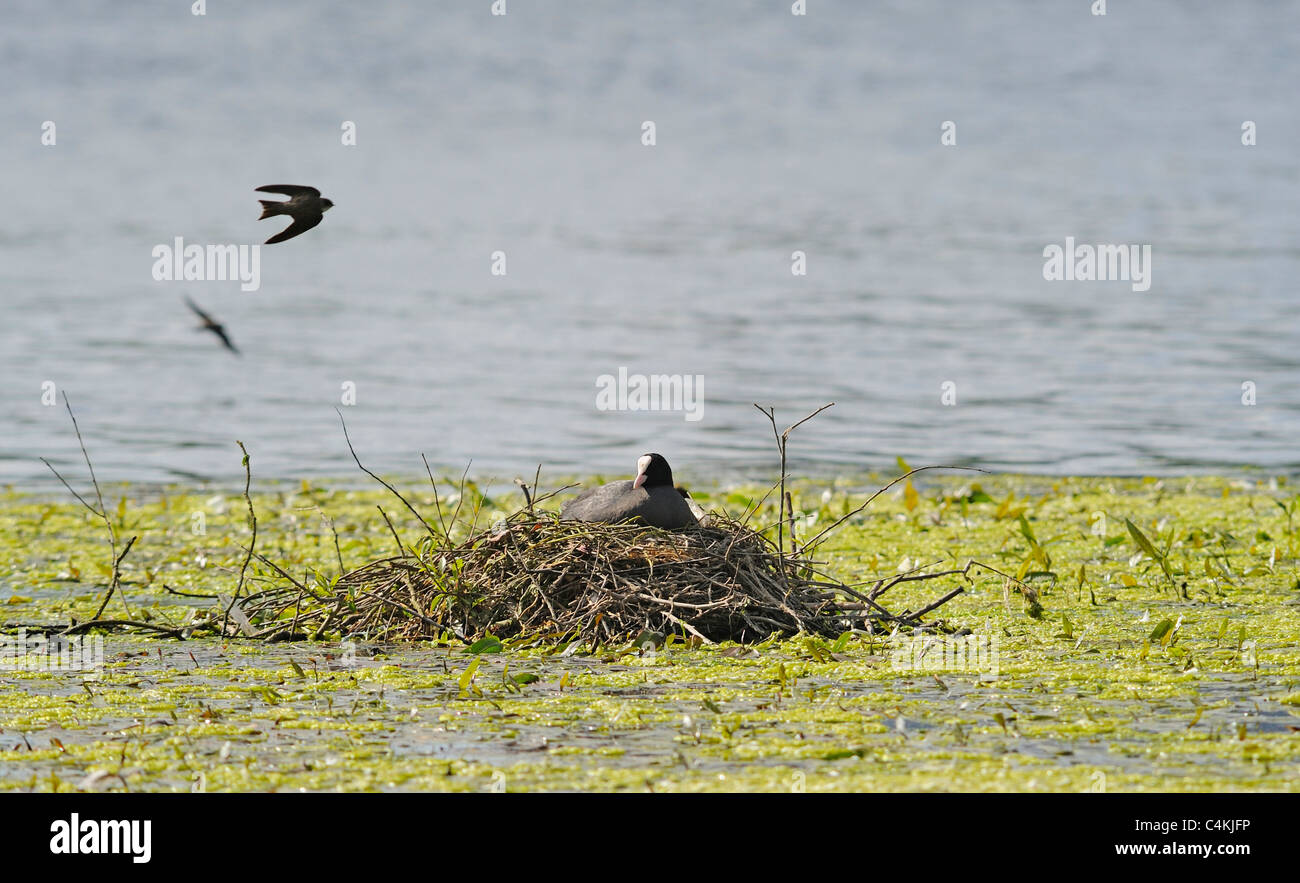 Adult coot incubating on its nest with swallows flying above. Stock Photo