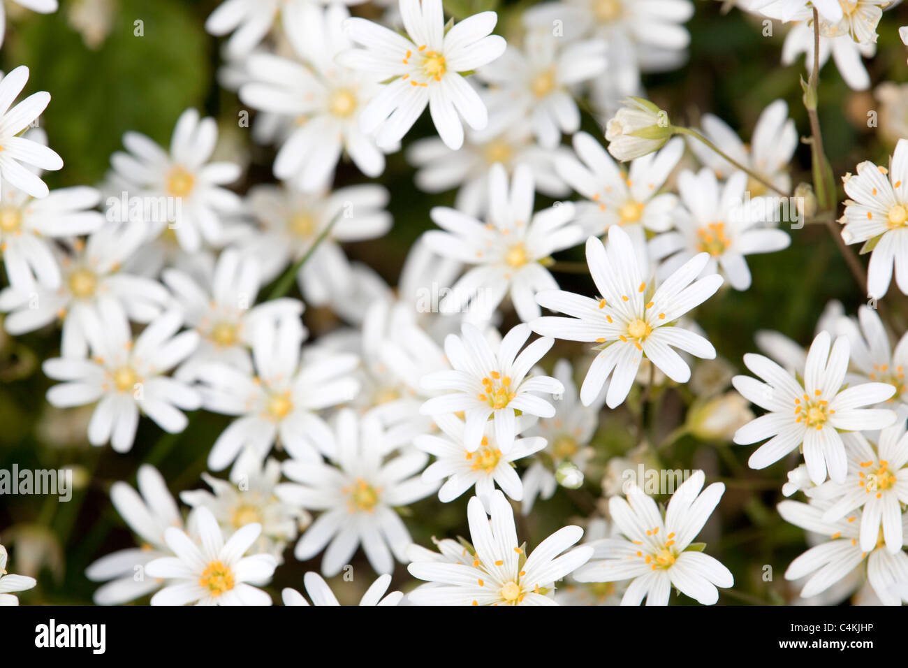 Stitchwort hi-res stock photography and images - Alamy