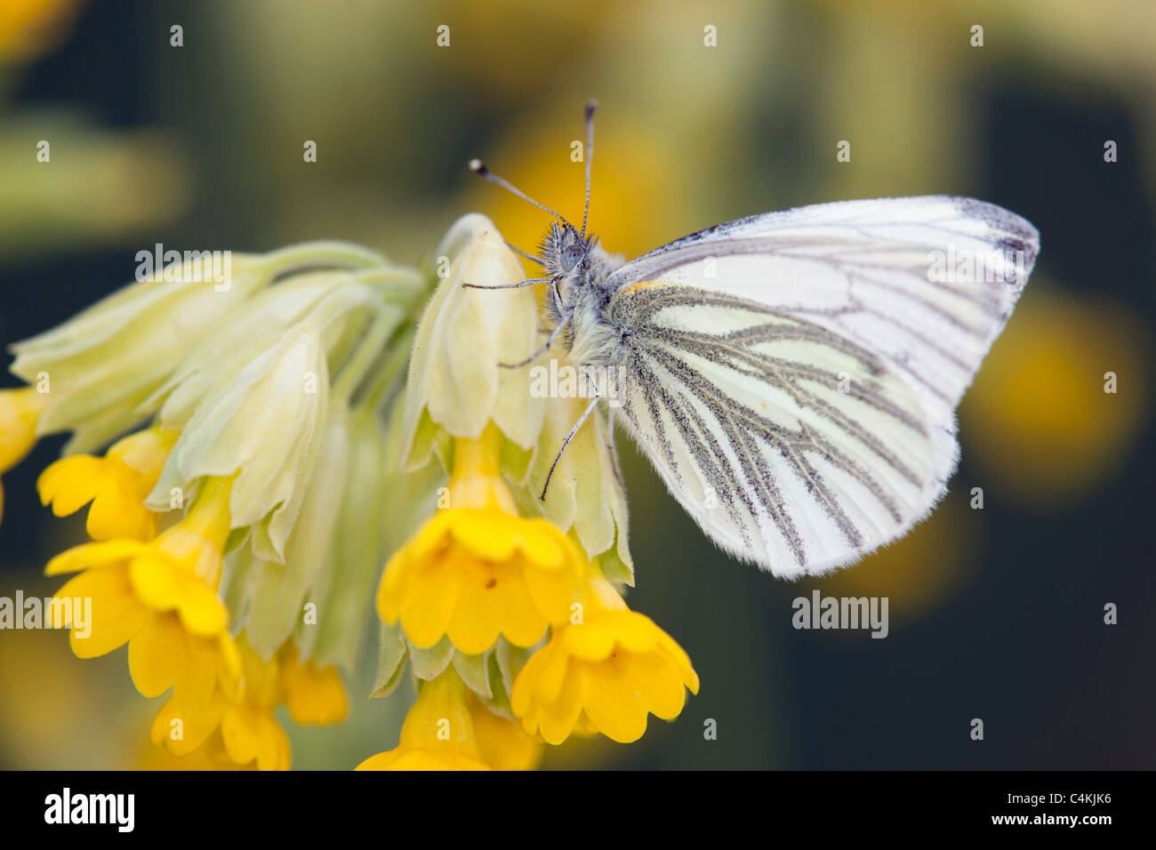 Green Veined White Butterfly; Artogeia napi; on flower Stock Photo