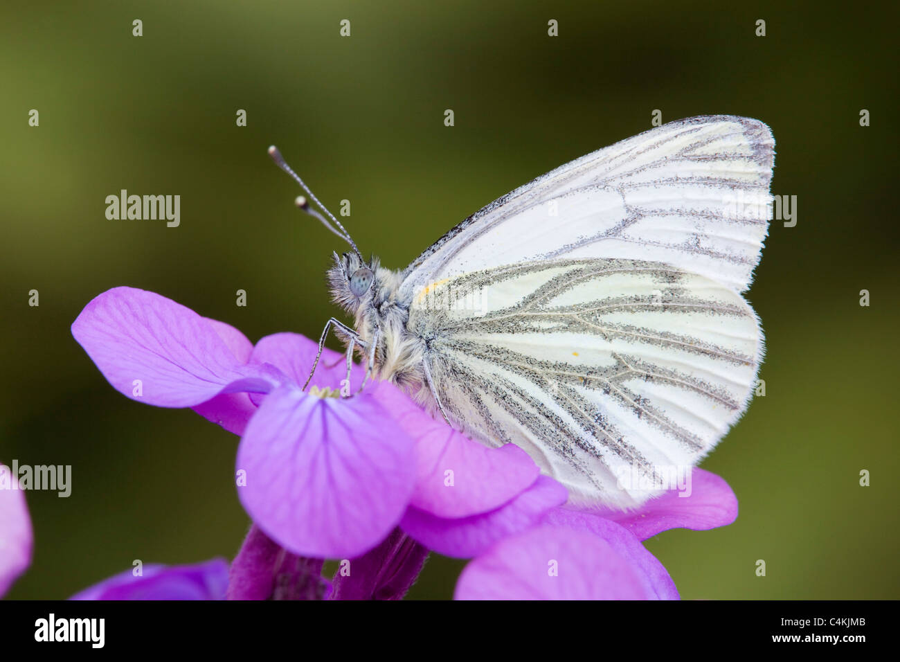 Green Veined White Butterfly; Artogeia napi; on flower Stock Photo