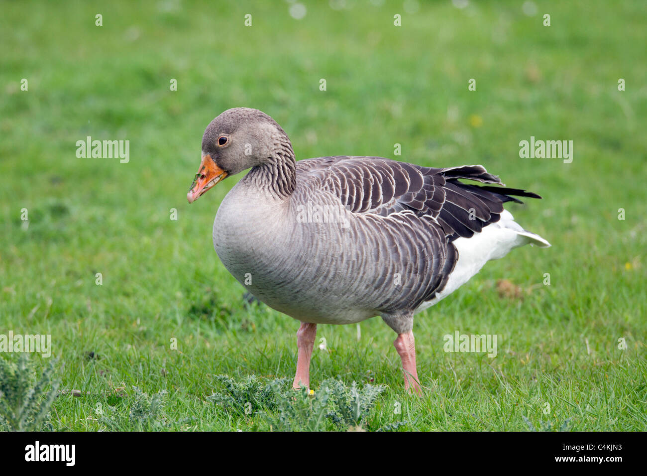 Greylag Goose; Anser anser; Stock Photo