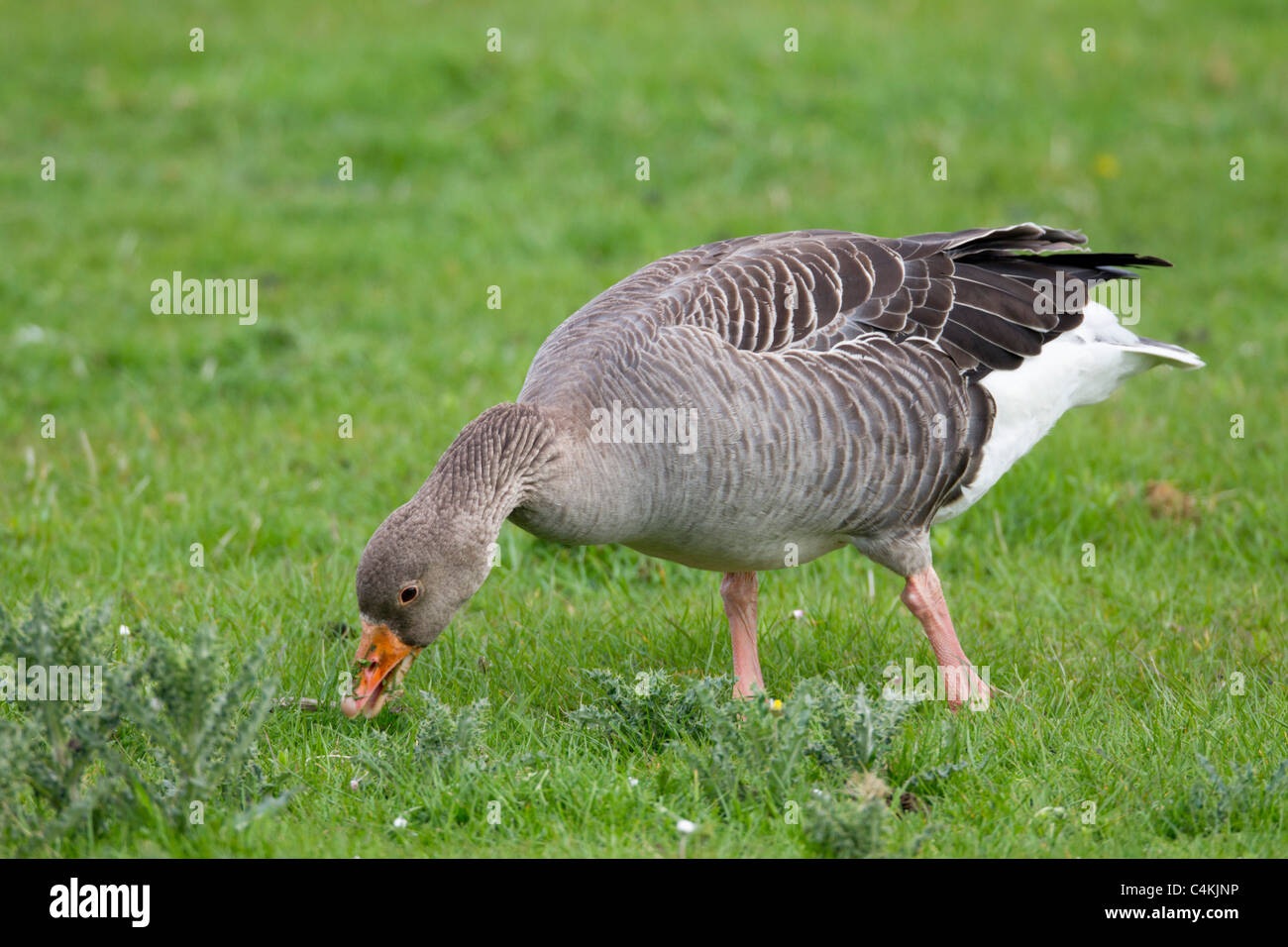 Greylag Goose; Anser anser; Stock Photo
