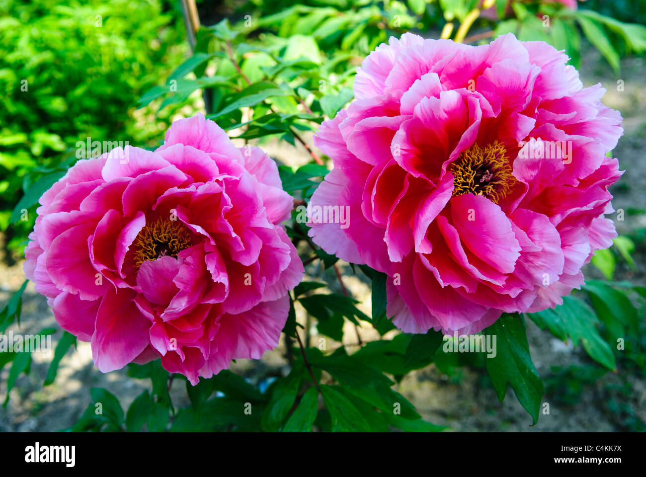 Flower of Peony ( Paeonia x suffruticosa ) "Shin Shifukujin Stock Photo ...