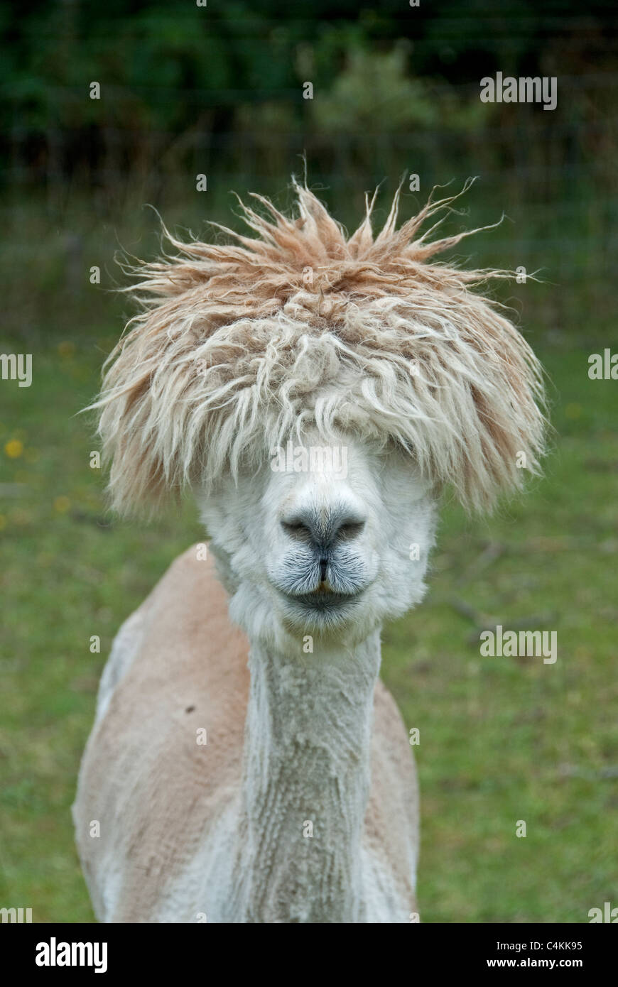 Alpaca - recently  shorn. Stock Photo