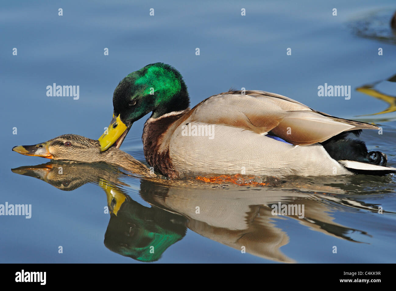Adult male mallard duck mating with a female mallard duck whilst swimming on a lake. Stock Photo