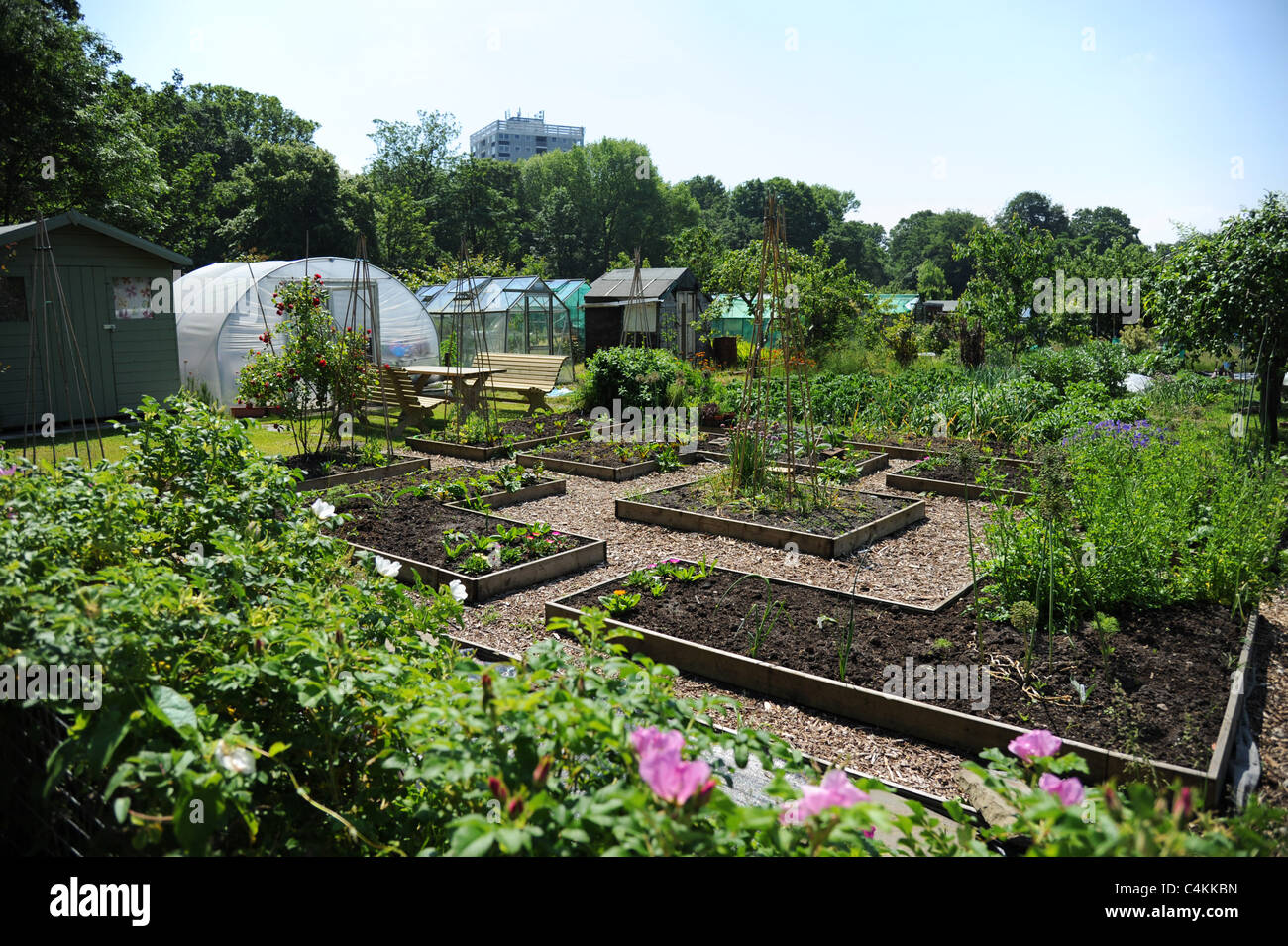 Raised beds on an allotment garden Stock Photo