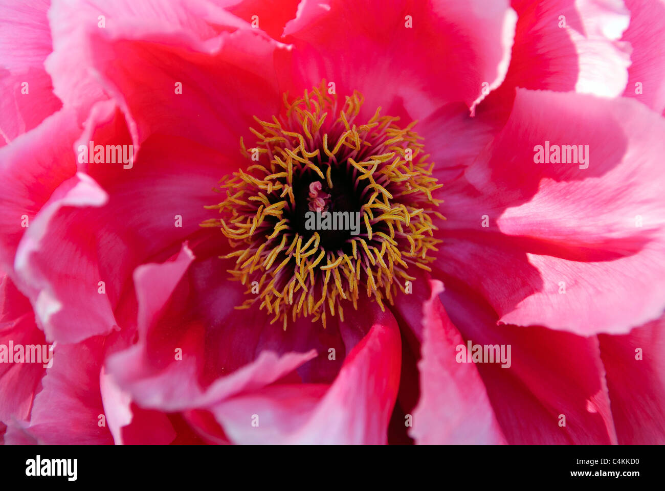 Flower of Peony  ( Paeonia x suffruticosa ) 'Naniwa-nishiki' Stock Photo