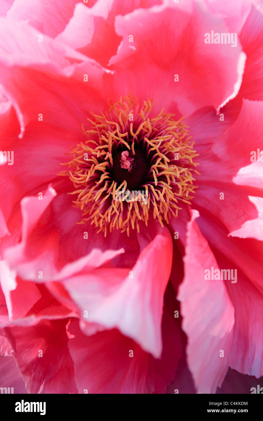 Flower of Peony   ( Paeonia x suffruticosa ) 'Naniwa-nishiki' Stock Photo