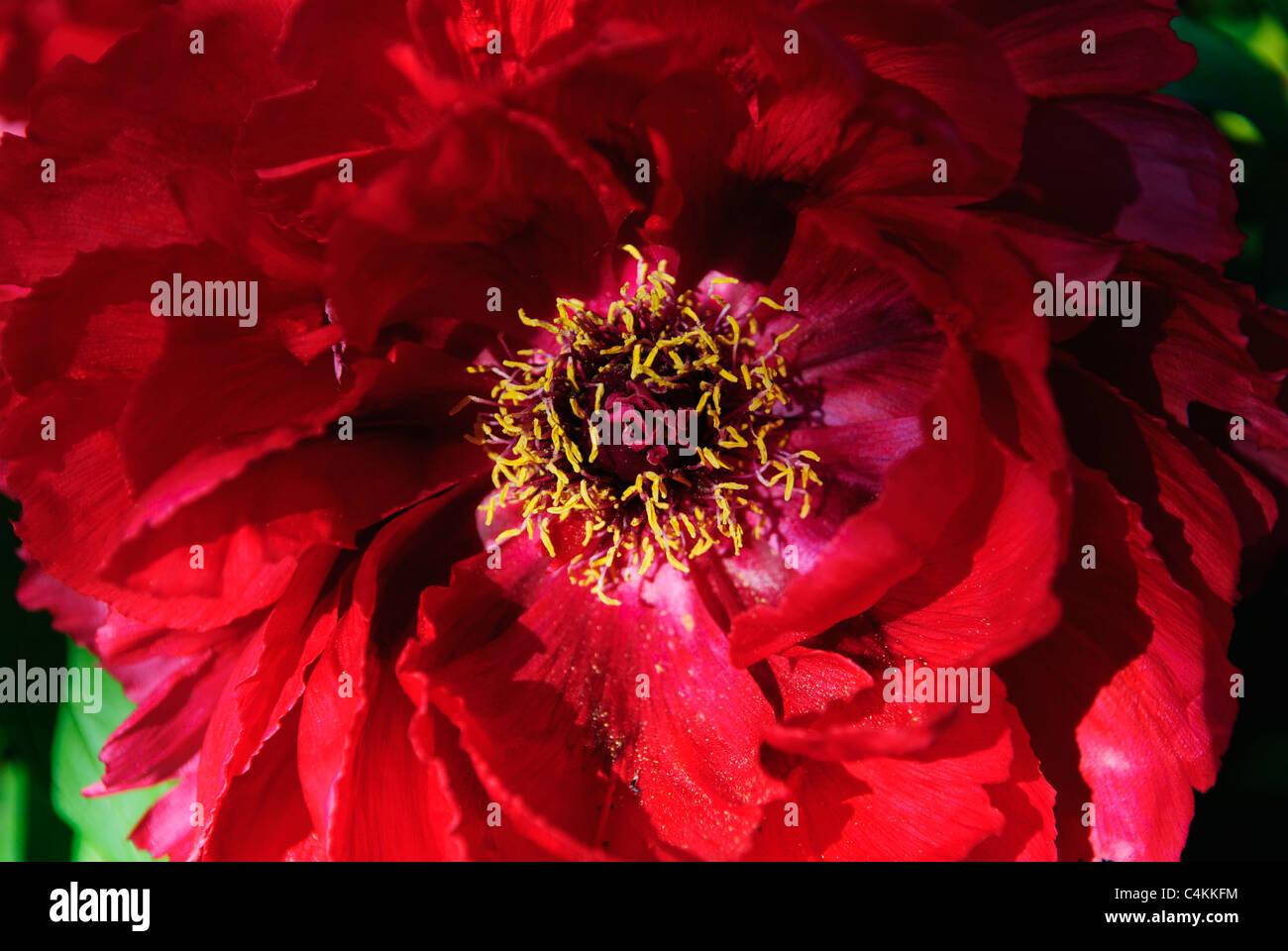 Flower of Peony   ( Paeonialactiflora ) 'Madame de Vatry' Stock Photo