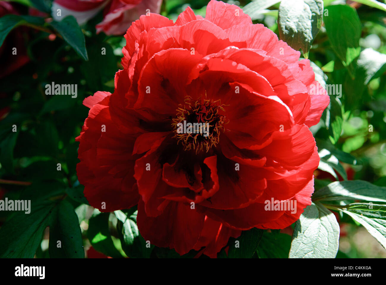 Flower of Peony   ( Paeonialactiflora ) 'Madame de Vatry' Stock Photo
