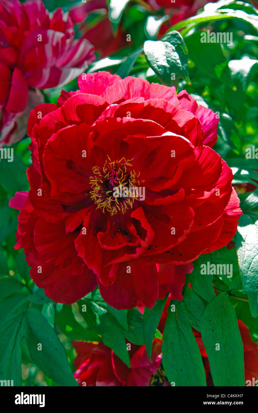 Flower of Peony  ( Paeonialactiflora ) 'Madame de Vatry' Stock Photo