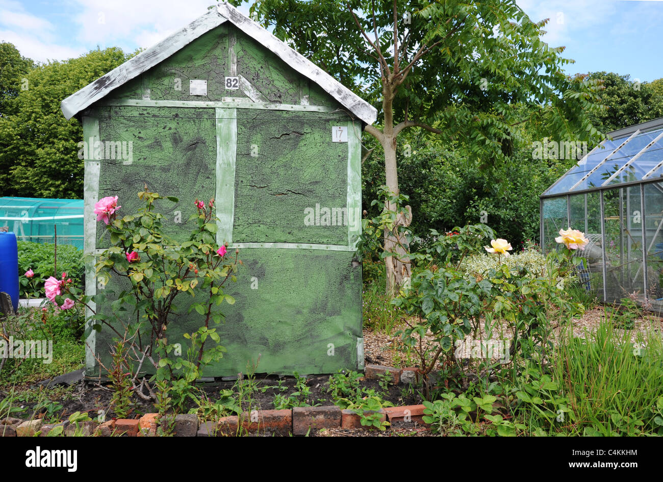 Green shed with roses on an allotment site. Stock Photo