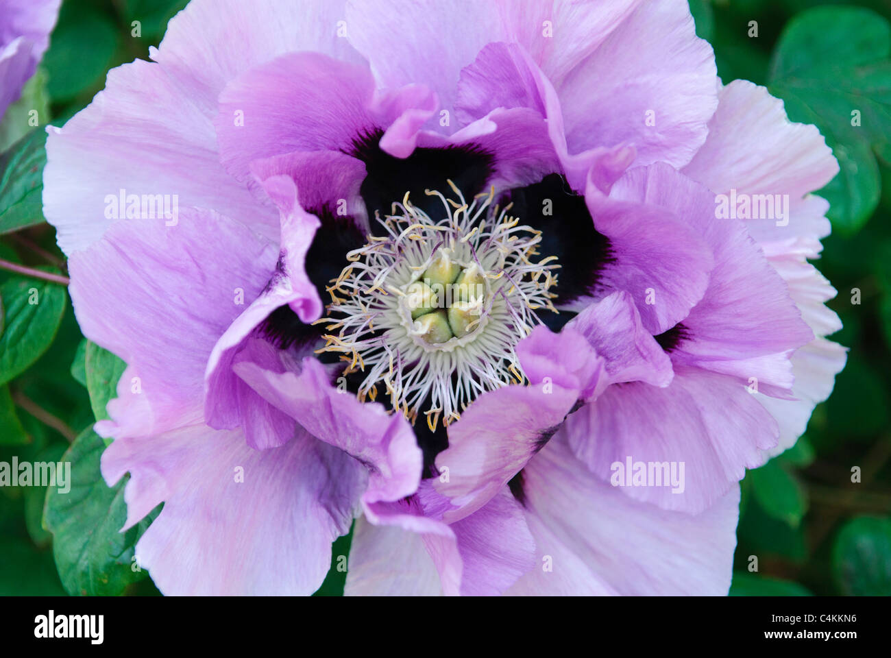 Flower of Peony  ( Paeonia x suffruticosa ) Stock Photo