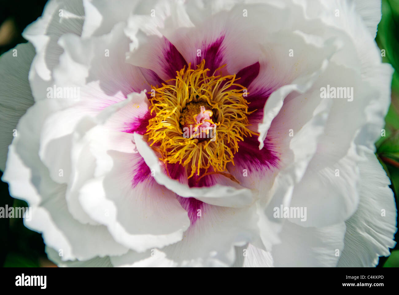 Flower of Peony   ( Paeonia x suffruticosa ) 'Meikoho' Stock Photo