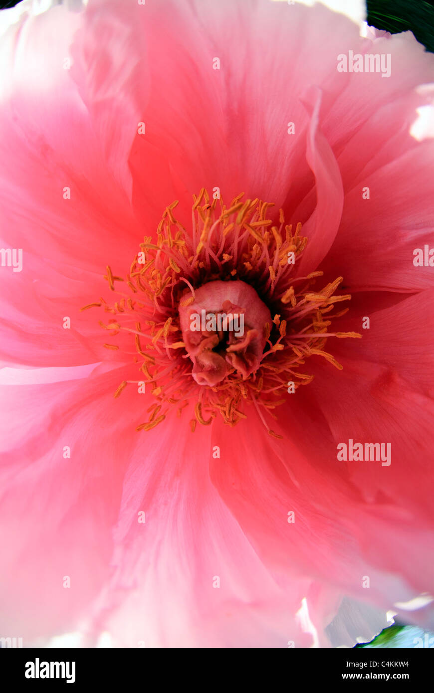 Flower of Peony   ( Paeonia x suffruticosa ) 'Yatsukajishi' Stock Photo