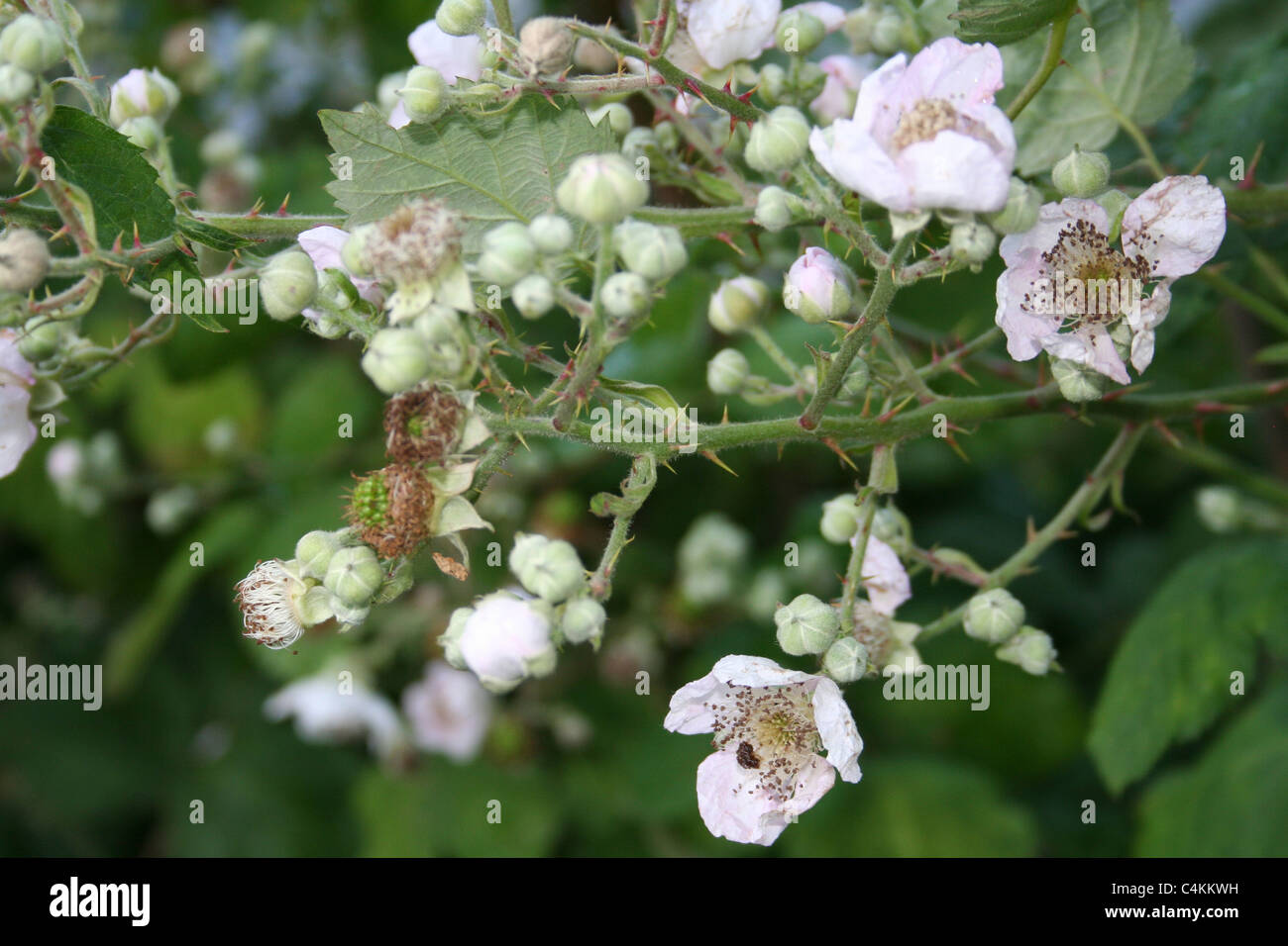 Blackberry flowers in bloom. Stock Photo