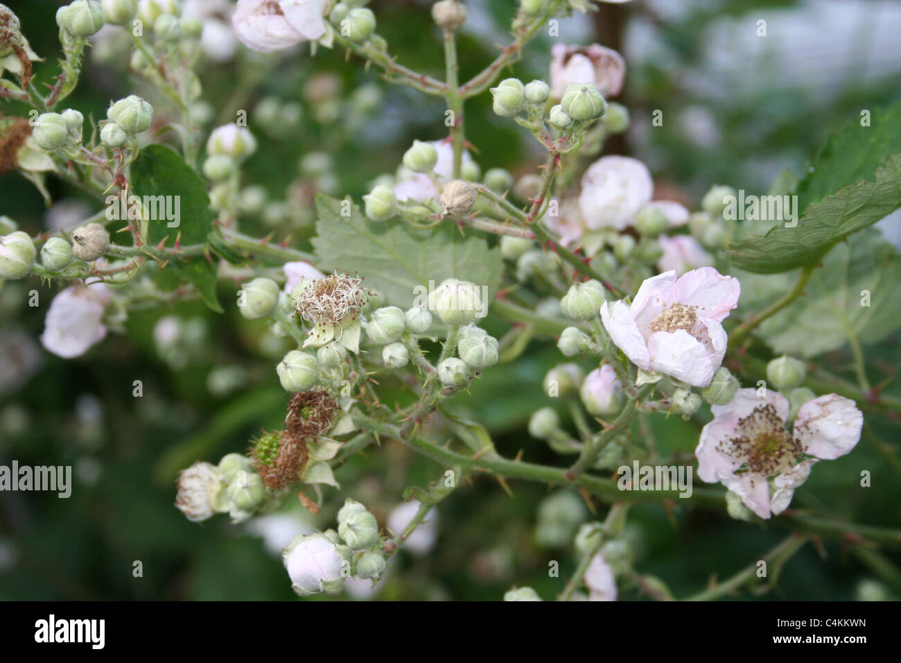 Blackberry flowers in bloom. Stock Photo