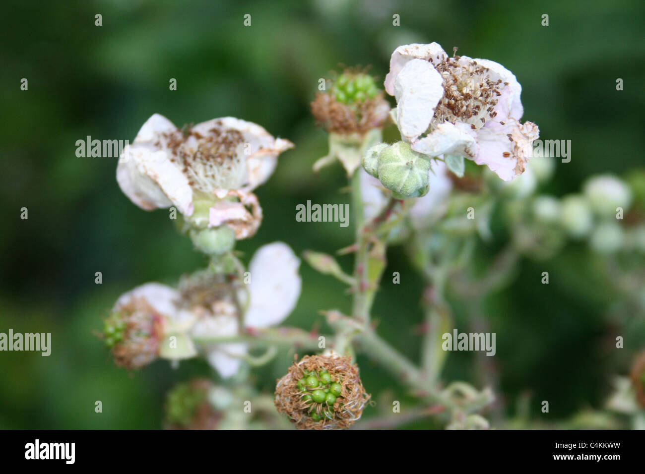 Blackberry flowers in bloom. Stock Photo