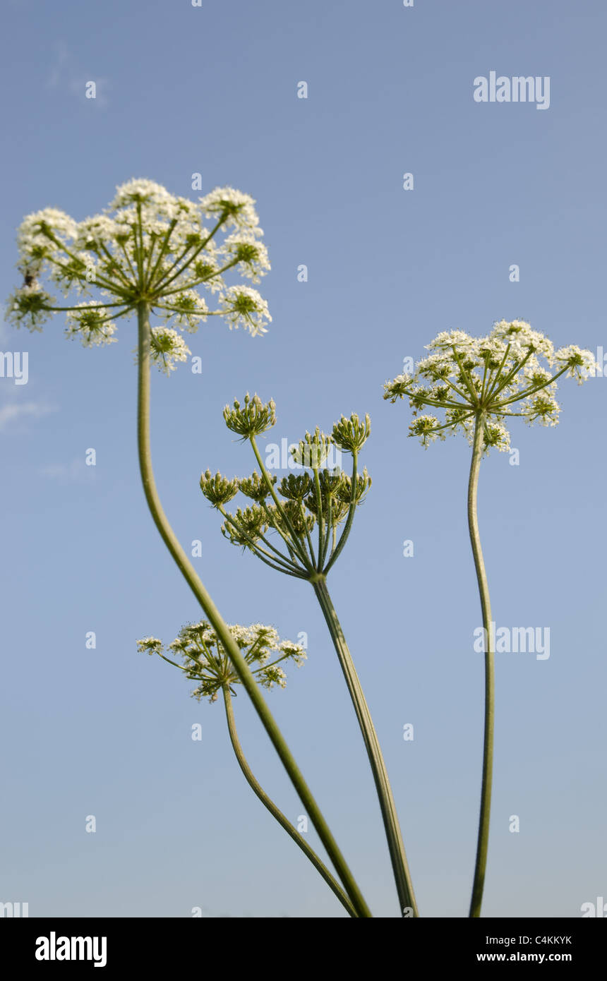 Anthriscus sylvestris, known as Cow Parsley, Wild Chervil, Wild Beaked Parsley, and Keck Stock Photo