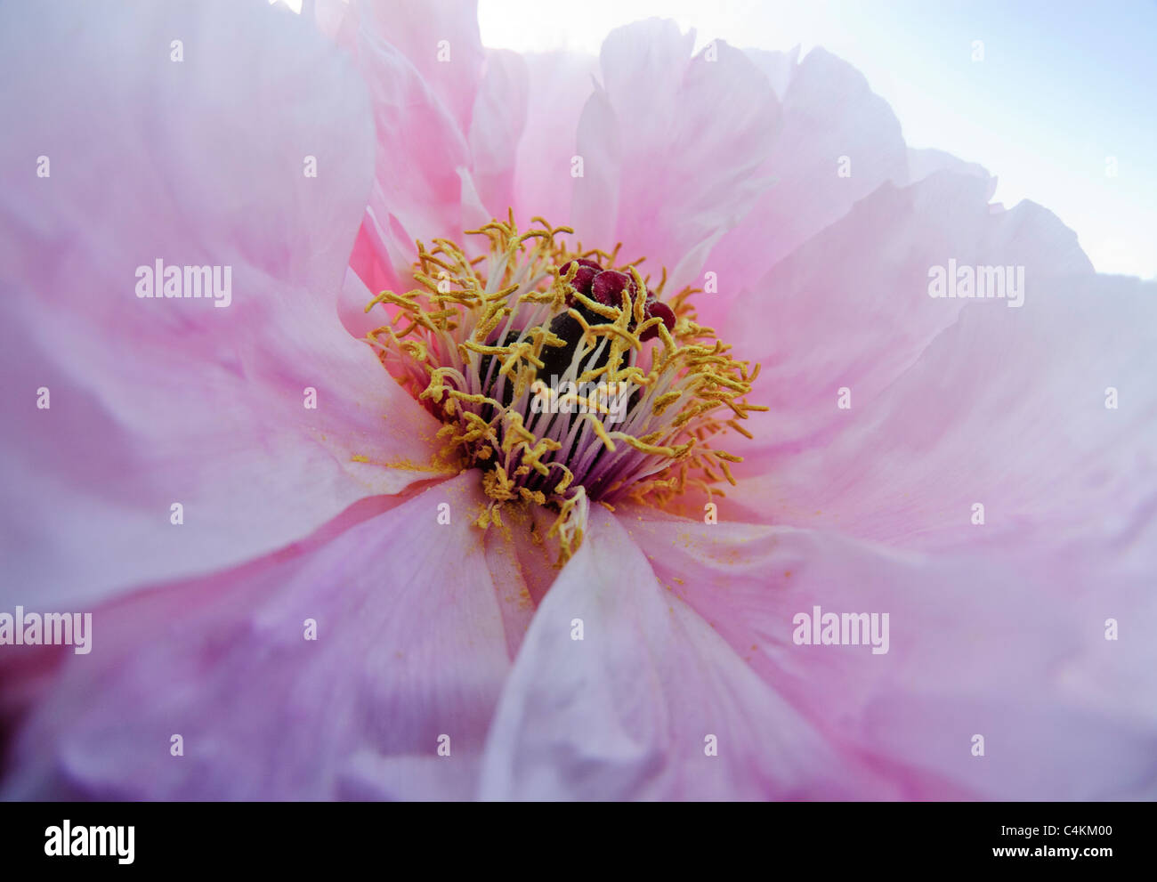Flower of Peony   Paeonia x suffruticosa ) 'Yoshinogawa' Stock Photo