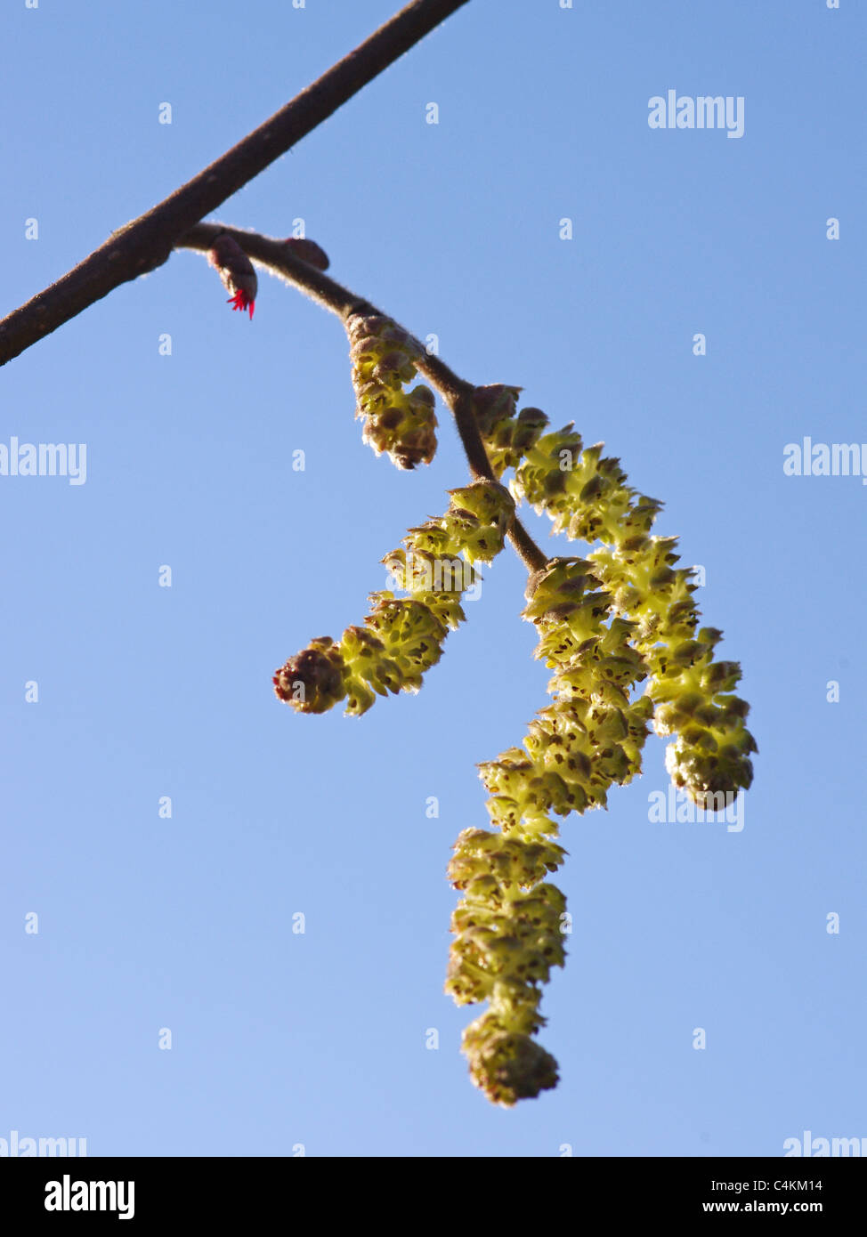 Hazel catkins showing both male and female flowers. Stock Photo
