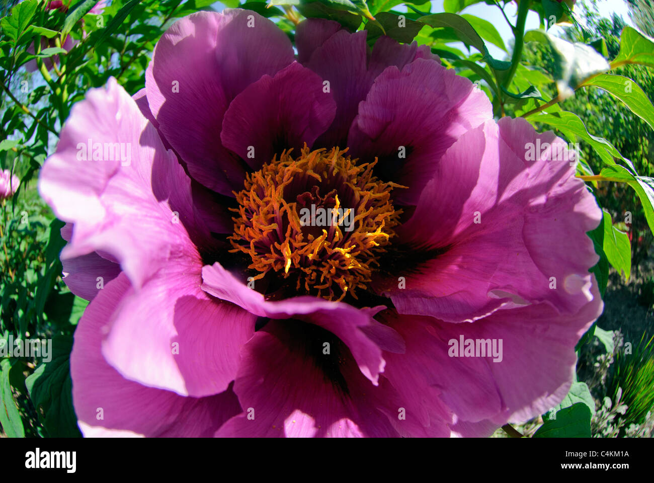 Flower of Peony   ( Paeonia x suffruticosa ) 'Kokamon' Stock Photo