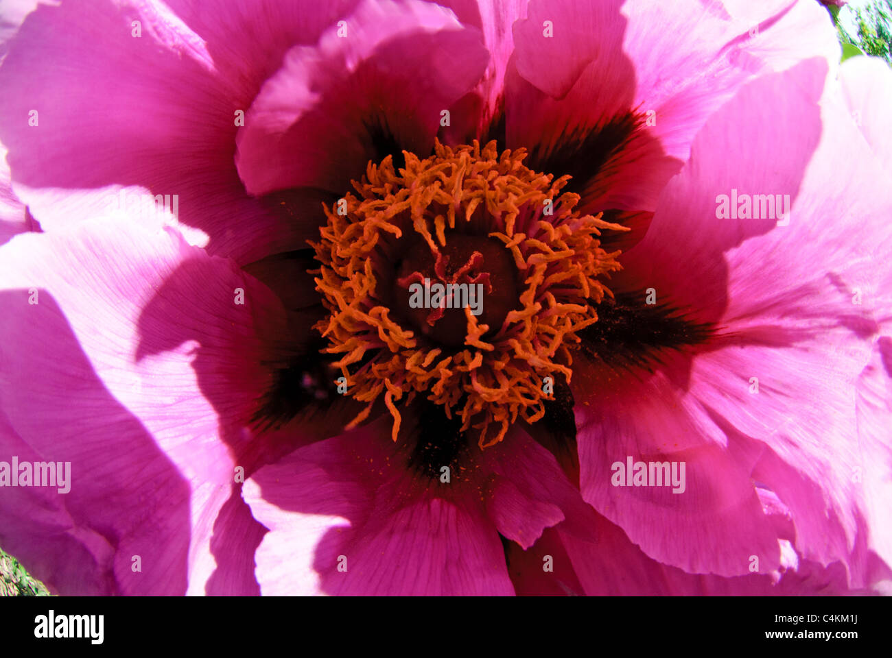 Flower of Peony   ( Paeonia x suffruticosa ) 'Kokamon' Stock Photo