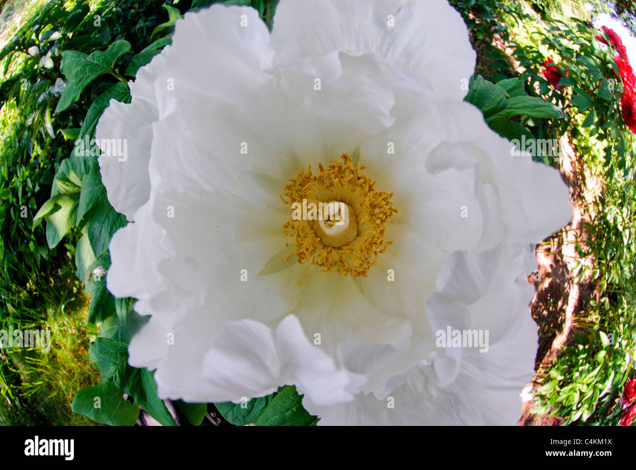 Flower of Peony   ( Paeonia x suffruticosa ) 'Godaishu' Stock Photo