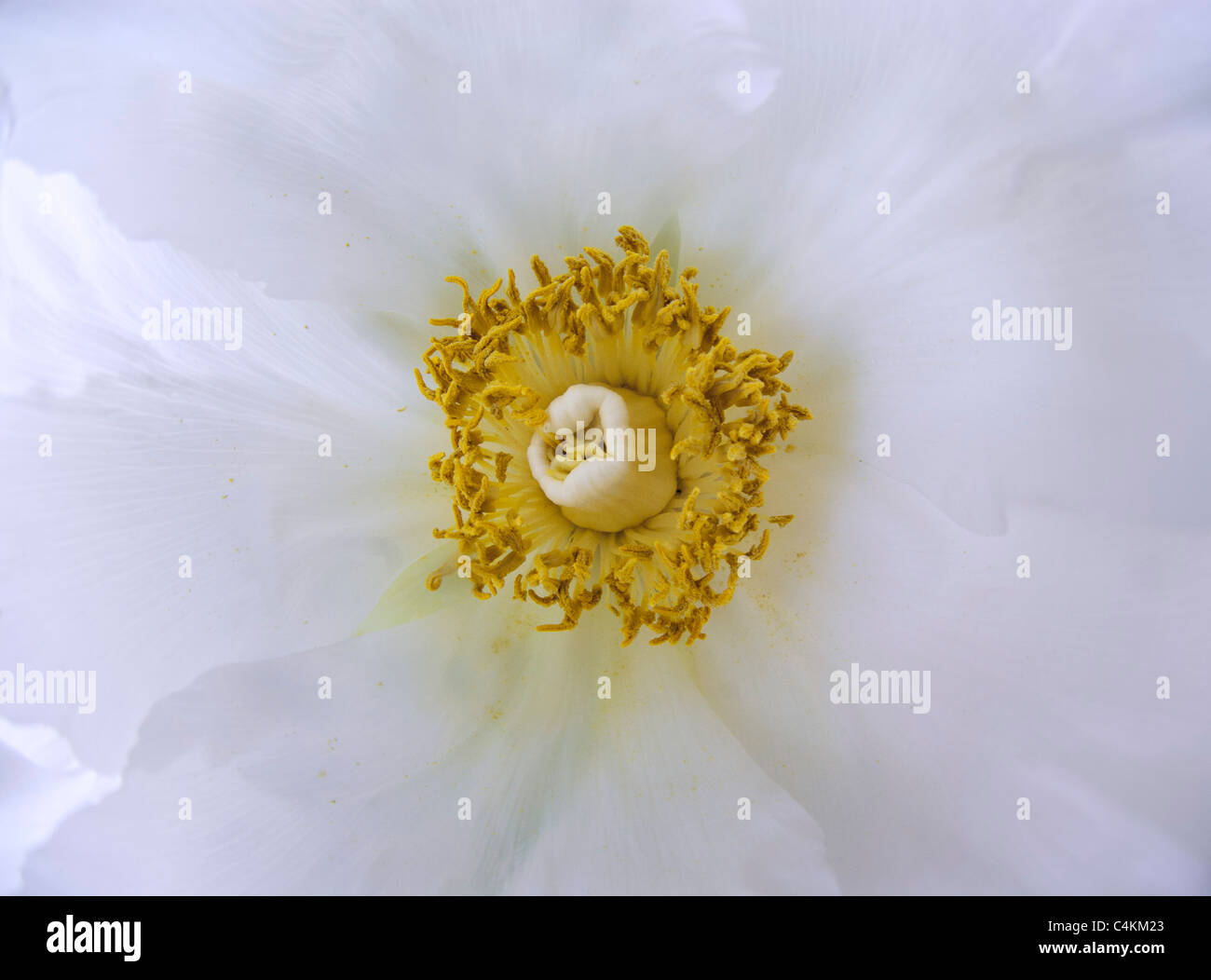 Flower of Peony  ( Paeonia x suffruticosa ) 'Godaishu' Stock Photo