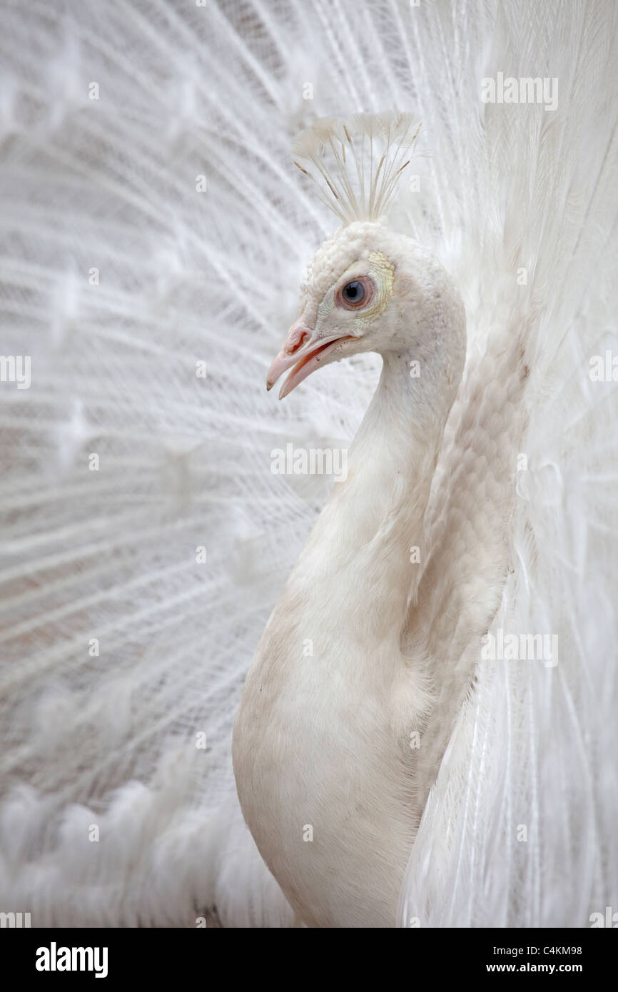 white indian peafowl flaring  feathers Stock Photo
