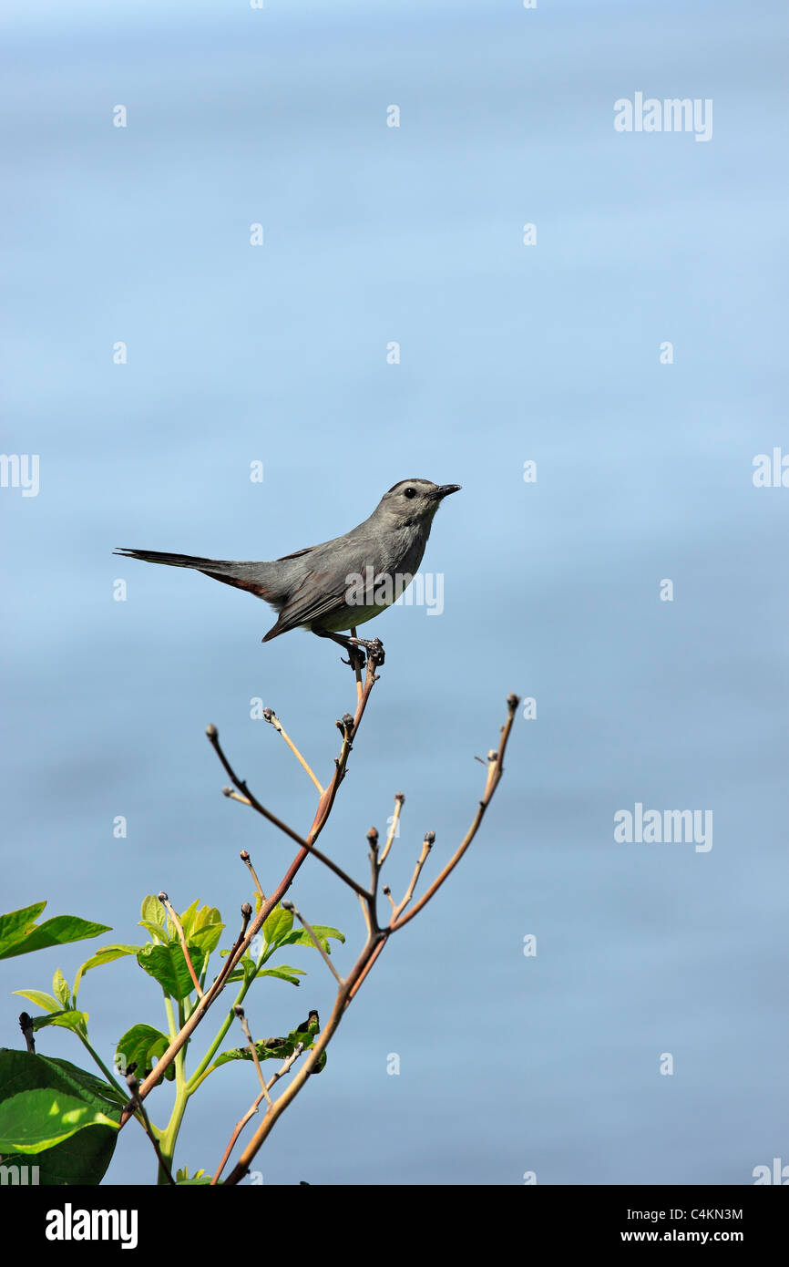 gray catbird 'dumetella carolinesis' Long Island NY Stock Photo