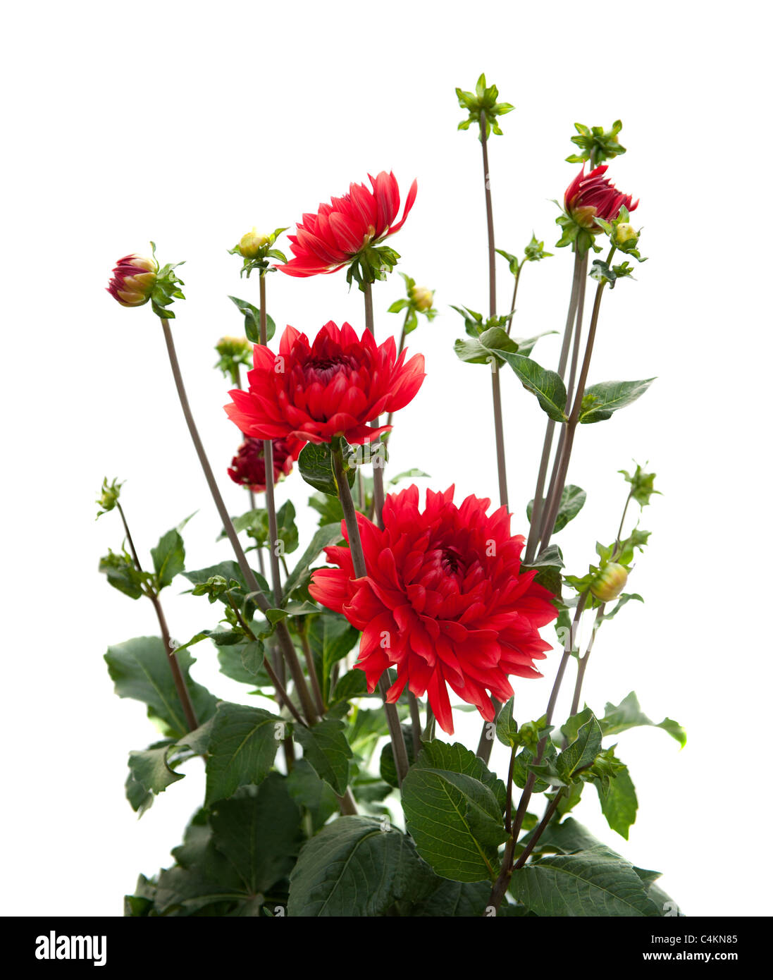 beautiful red dahlia flower botanical print. flowers measure 7 inches across. Stock Photo
