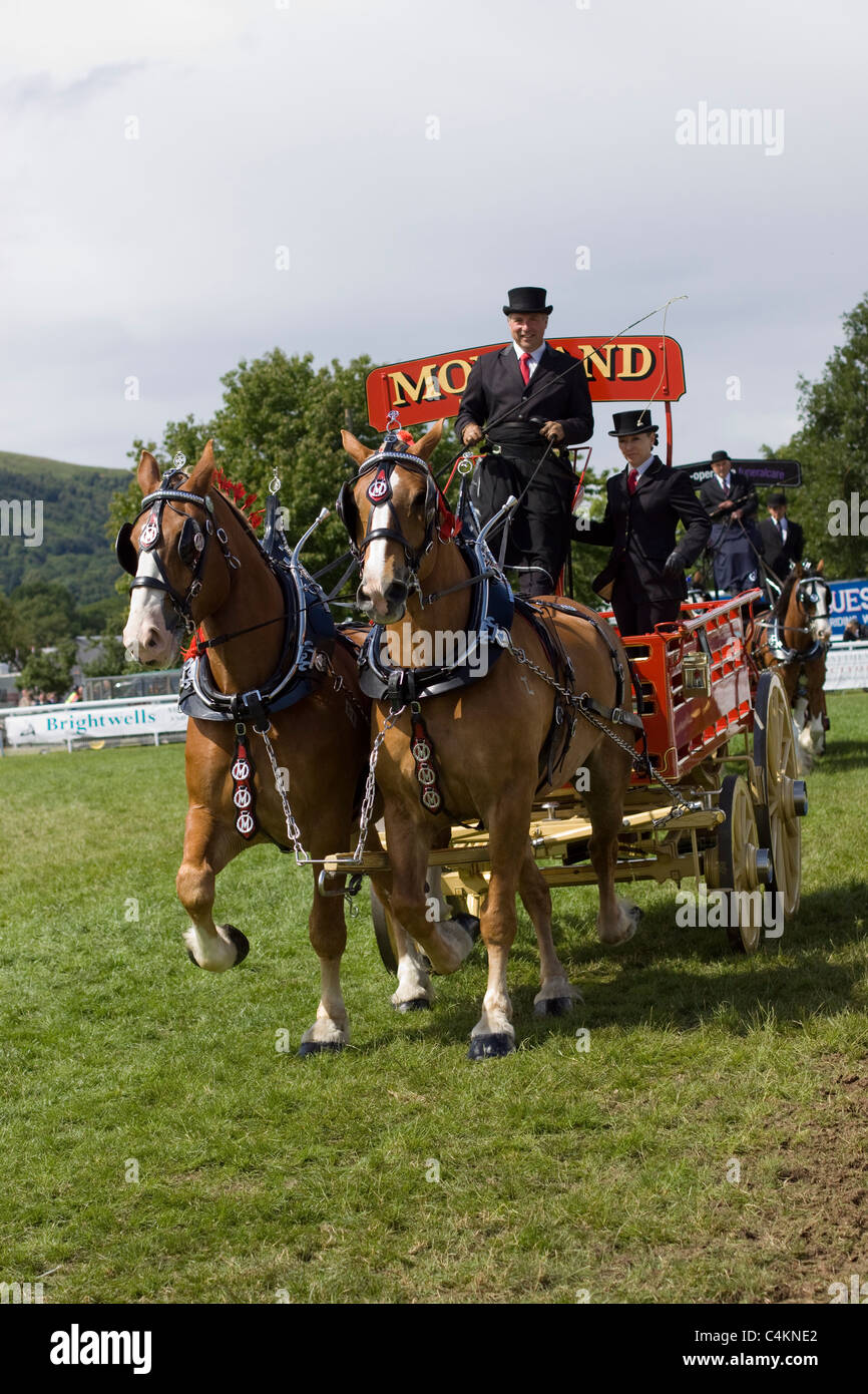 Shire Horses pulling a cart at a show in England Stock Photo