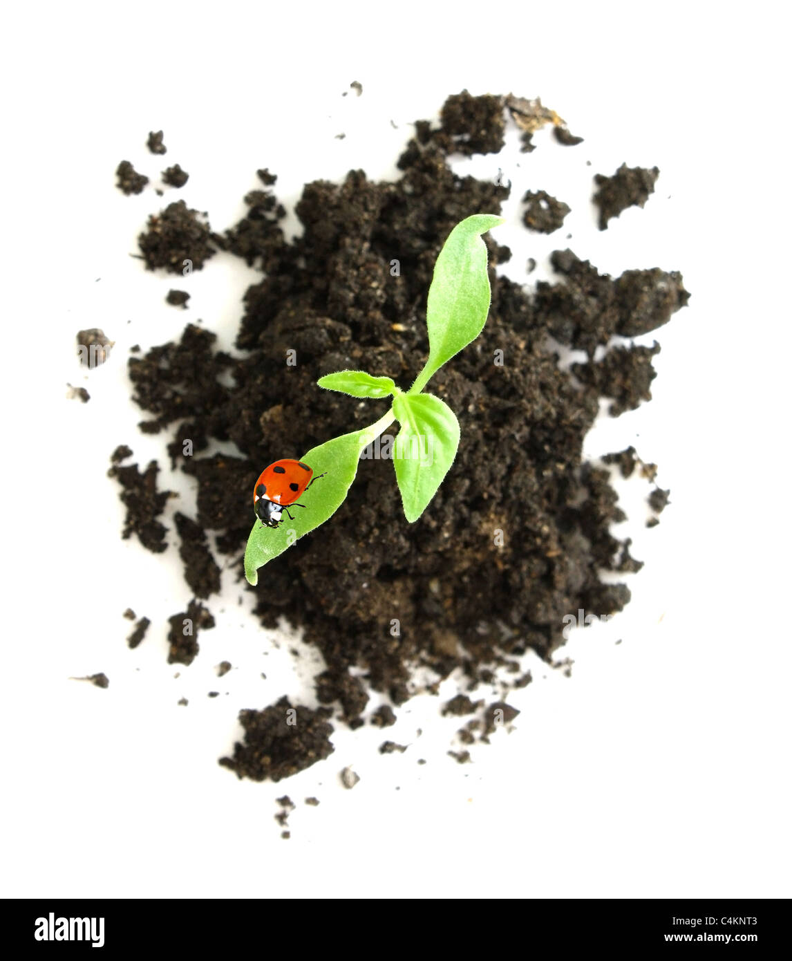 Green plant in the soil hi-res stock photography and images - Alamy
