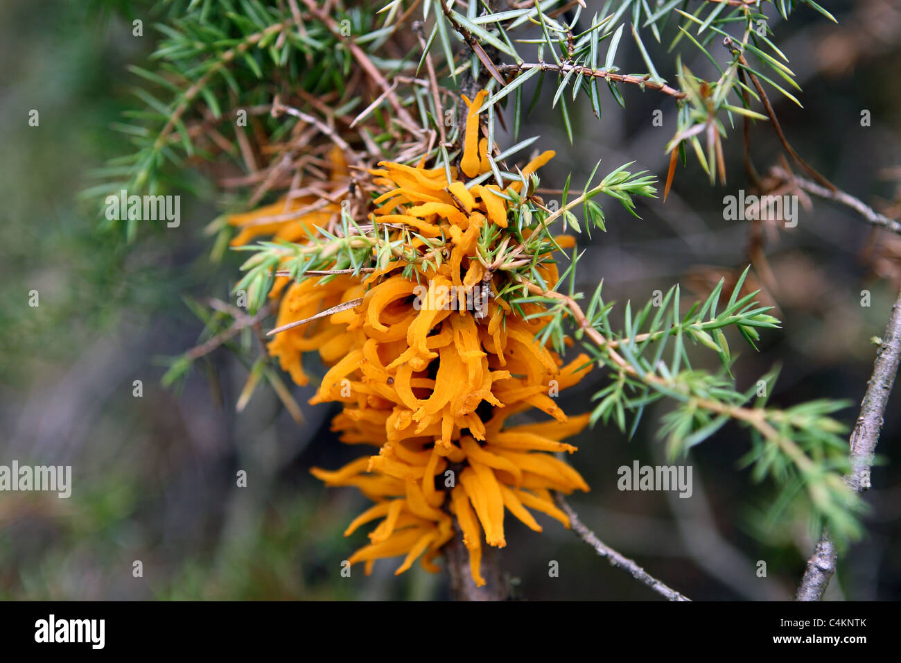 Gymnosporangium sabinae (European pear rust) on Juniperus sabina twigs Stock Photo