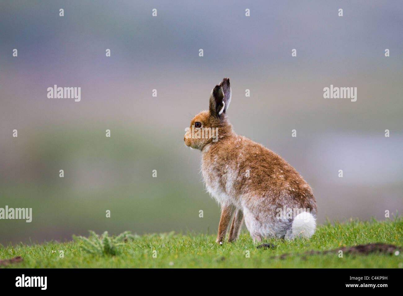 Wildlife on mull hi-res stock photography and images - Alamy