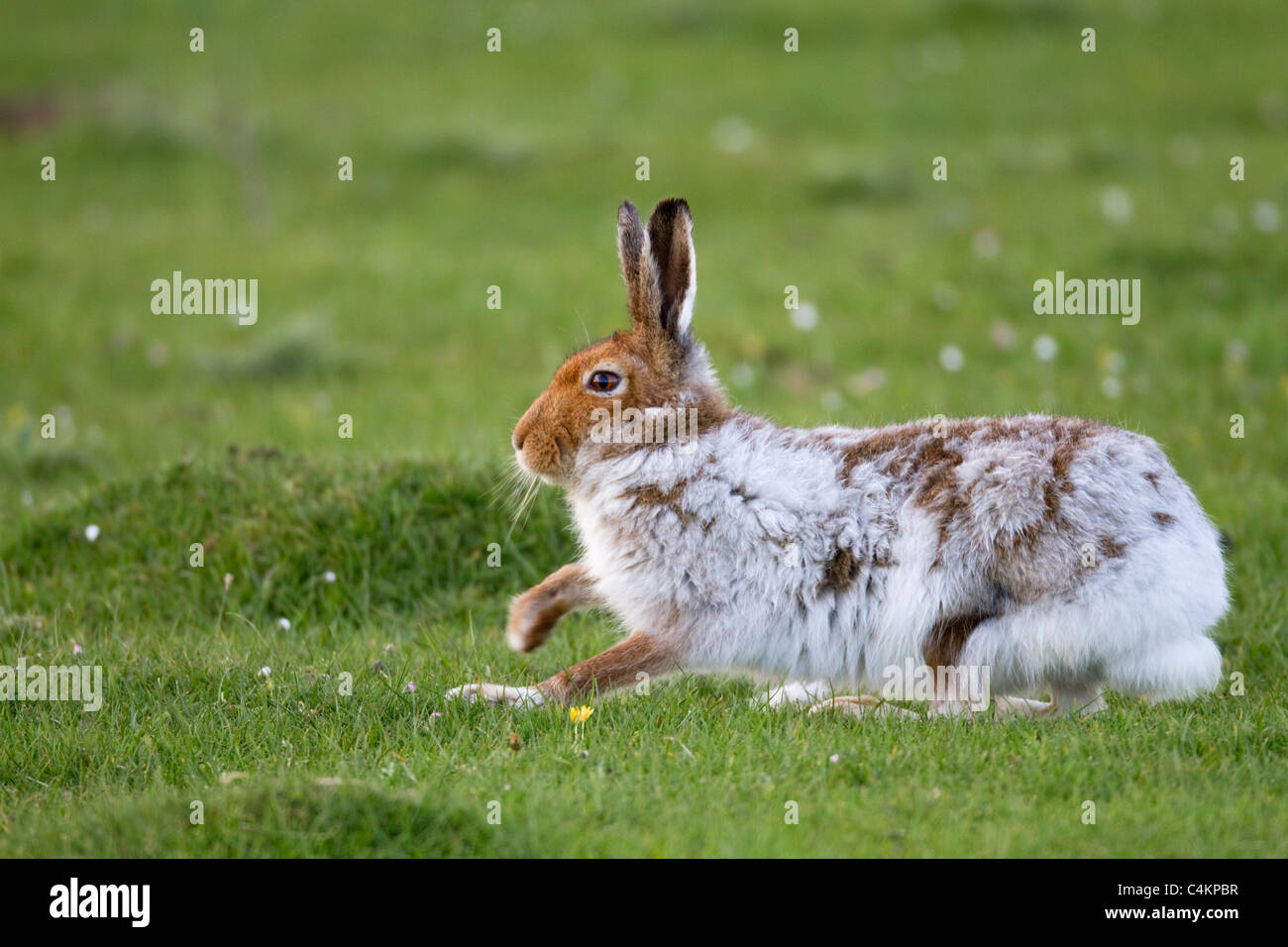 Irish Hare Stock Photos & Irish Hare Stock Images - Alamy