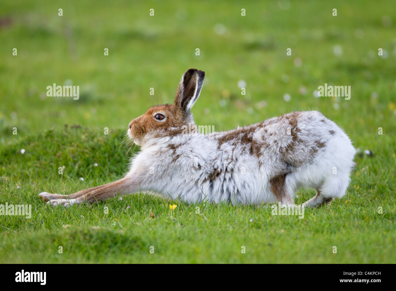 Irish Hare; Lepus timidus hibernicus; on Mull; Scotland Stock Photo